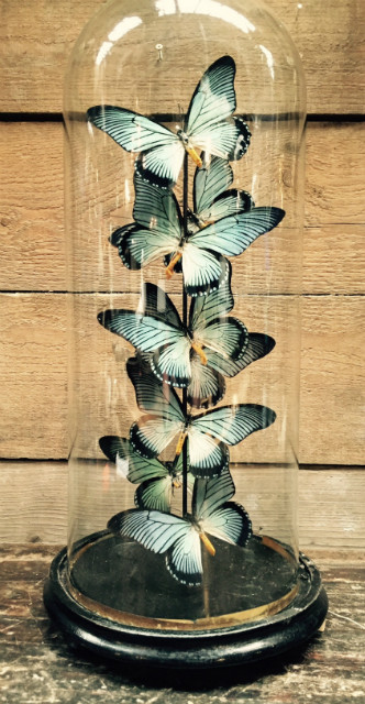 Antike Glocke mit Schmetterlingen (Papilio Zalmoxis)