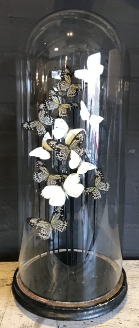 Antieke stolp met Idea vlinders in vlucht