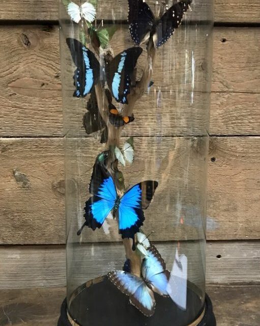 antique-glass-dome-with-beautiful-butterflies-in-many-colors-861248-en-max-rotated-e1594292844202