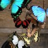 Antike Glocke mit schönen Schmetterlingen in vielen Farben