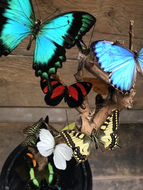 Antike Glocke mit schönen Schmetterlingen in vielen Farben