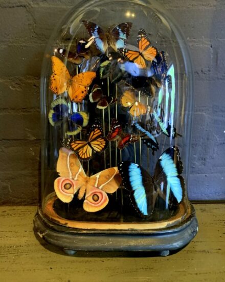 antique-oval-bell-jar-filled-with-colorful-butterflies-1857971-en-max