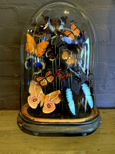 Antike ovale Glocke gefüllt mit bunten Schmetterlingen.
