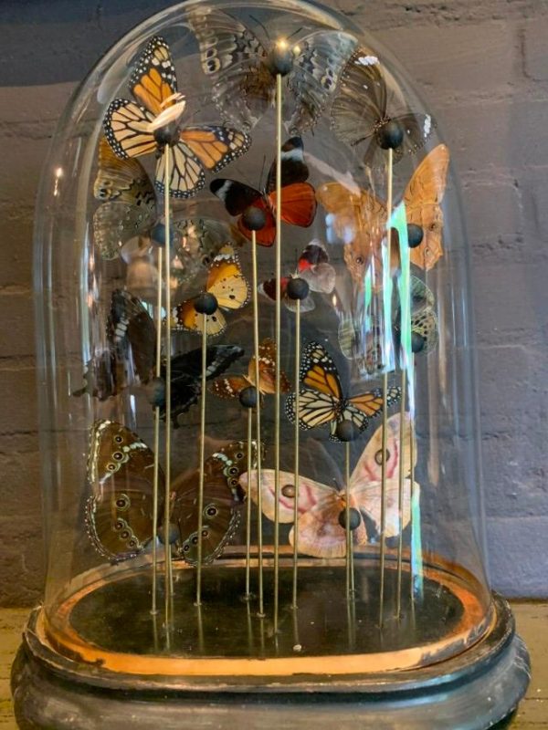 Antique oval bell jar filled with colorful butterflies