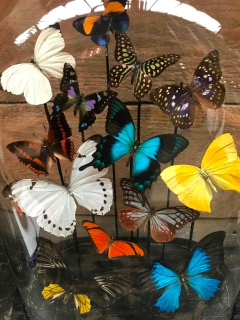 Antike ovale Glasglocke mit bunten Schmetterlingen