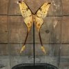 Antieke kleine ronde stolp met Papilio Gigon Gigon (geel) uit Indonesie