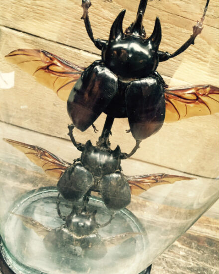 antique-oval-dome-with-three-rhino-beetles-553351-en-max