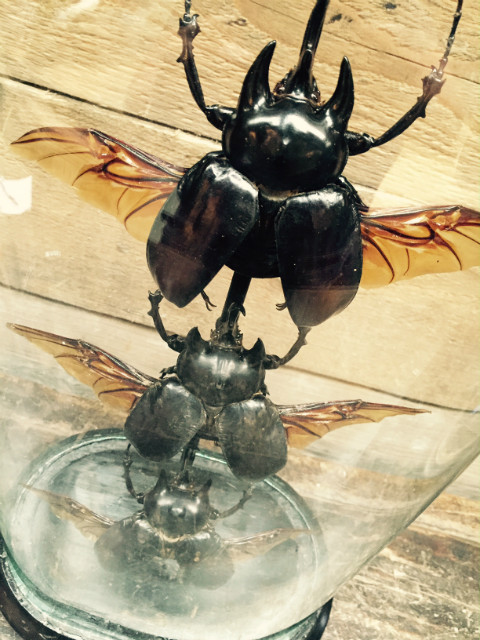 Antique oval dome with three rhino beetles