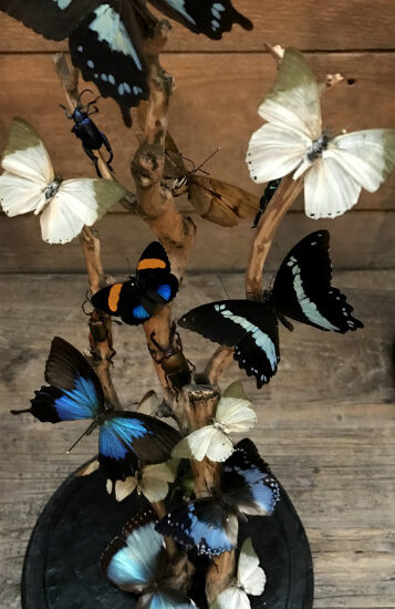 antique-round-dome-with-grape-vine-and-blue-green-mix-of-butterflies-and-beetles-623840-en-max