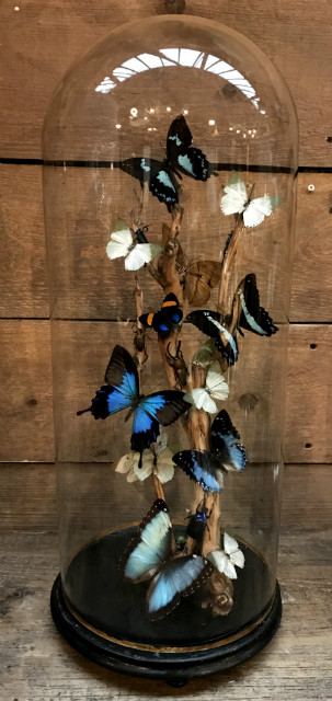 Refrein bijvoeglijk naamwoord Dwars zitten Antieke ronde stolp met druivenrank en blauw / groene mix van vlinders en  kevers - BEAST Interiors