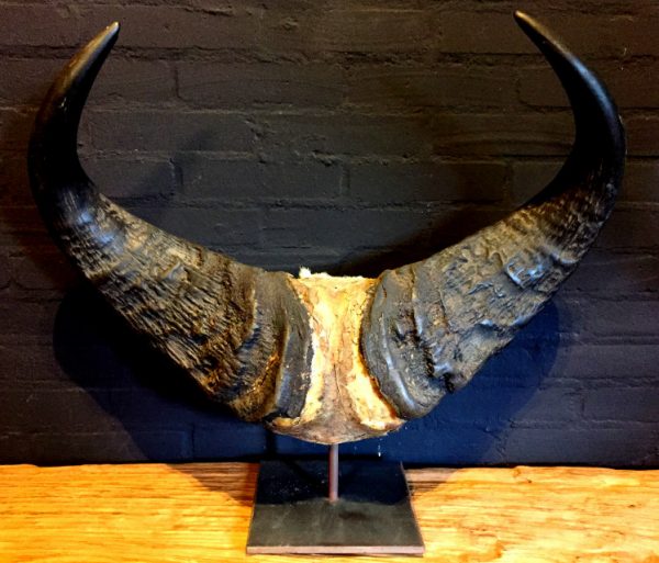 Antique skull of a forest buffalo