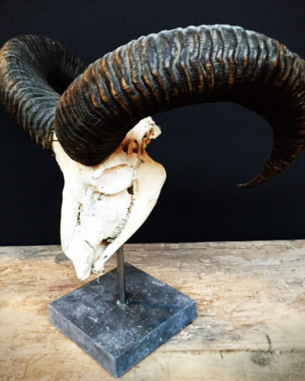 antique-skull-of-a-mouflon-on-stone-base-566970-en-max