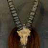 Antique skull of an ibex