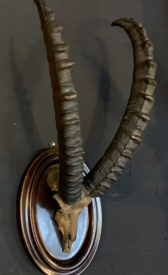 antique-skull-of-an-ibex-2087413-en-max