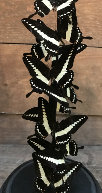 Antike kleine runde Glasglocke mit Papilio Gigon Gigon