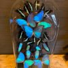 Antikes XXL Glockenglas reich gefüllt mit blauen Schmetterlingen.