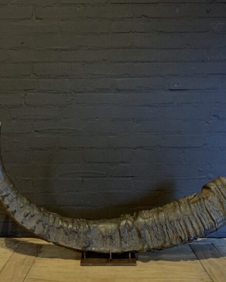 antique-xxl-horn-of-an-asian-water-buffalo-2153808-en-max