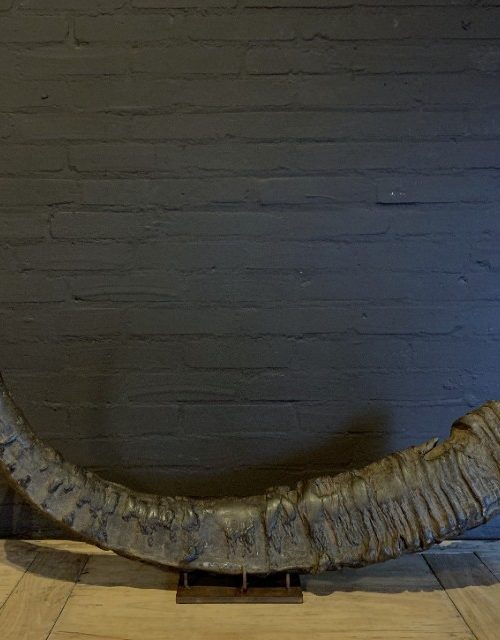 Antieke XXL hoorn van een Aziatische waterbuffel.