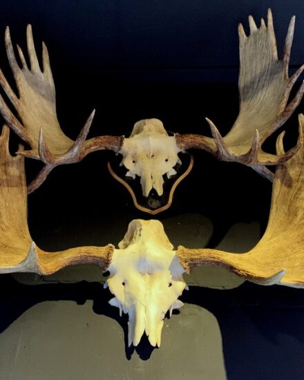 antlers-from-a-scandinavian-moose-1665579-en-max