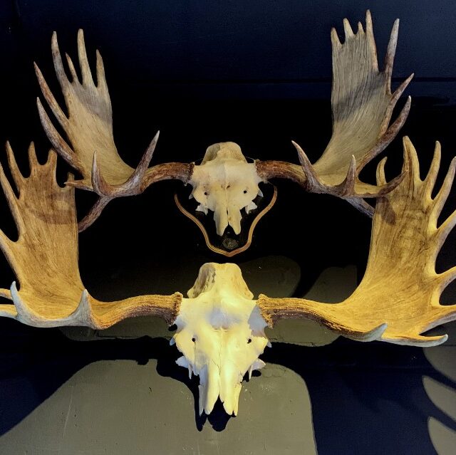 antlers-from-a-scandinavian-moose-1665579-en-max