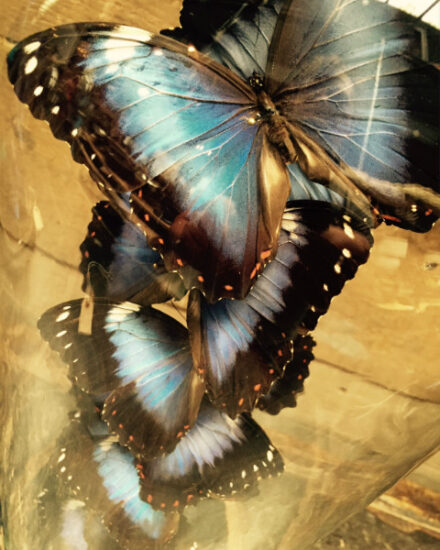 beautiful-antique-bell-with-10-violet-blue-morpho-butterflies-violacea-567735-en-max