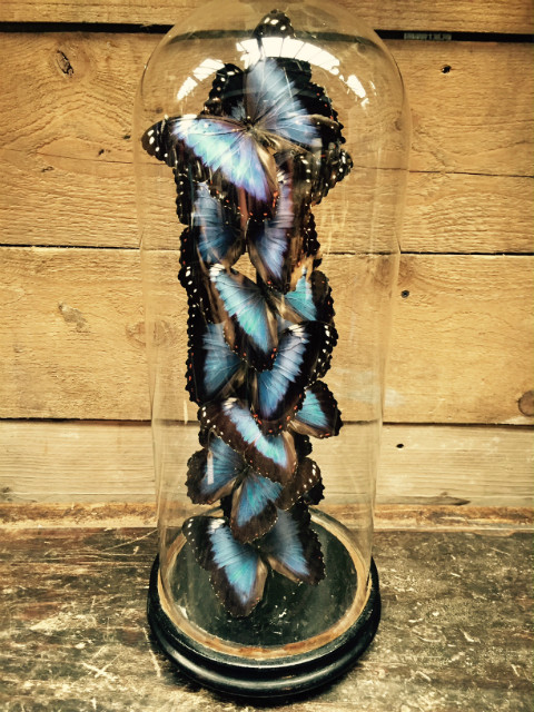 Mooie antieke stolp met 10 Viotlet / blauwe Morpho Violaea vlinders