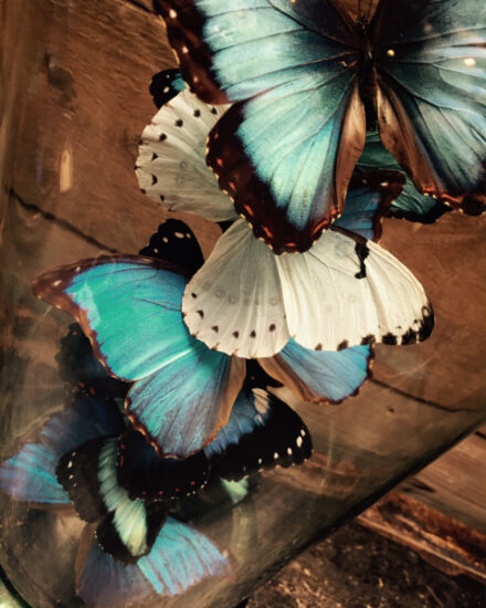 beautiful-antique-bell-with-a-mix-of-10-different-morpho-butterflies-567733-en-max