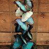 Schöne antike Glocke mit einer Mischung aus 10 verschiedenen Morpho Schmetterlinge