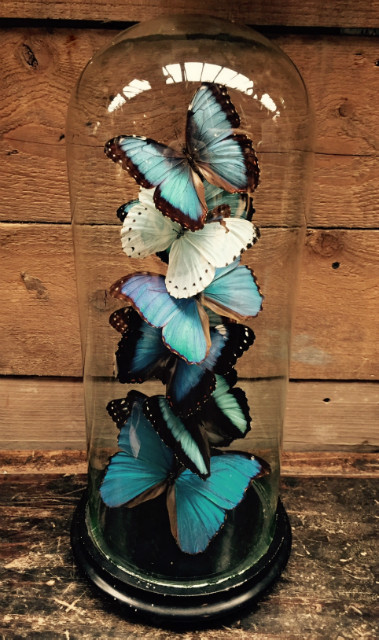 Beautiful antique bell with a mix of 10 different Morpho butterflies