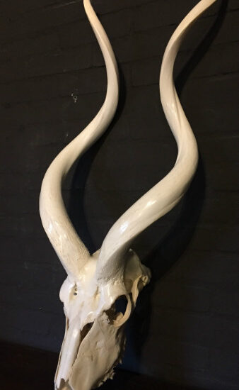 beautiful-bleached-and-polished-kudu-skulls-400303-en-max