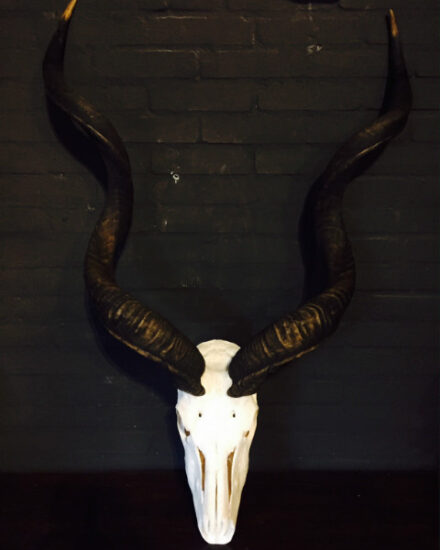 beautiful-bleached-kudu-skulls-400300-en-max