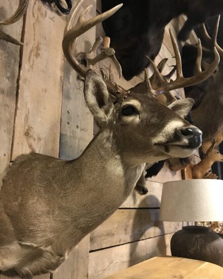 beautiful-hunting-trophy-of-a-whitetail-deer-976092-en-max