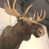 Beautiful imposing and newly taxidermy head of a Canadian Moose