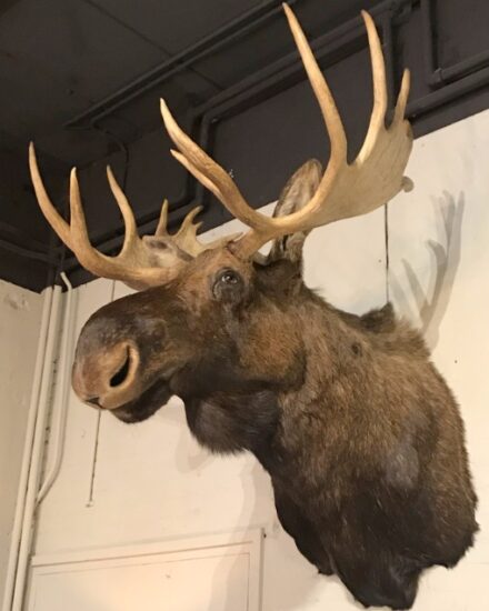 beautiful-imposing-and-newly-taxidermy-head-of-a-canadian-moose-890137-en-max