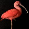 Prachtige volwassen rode ibis