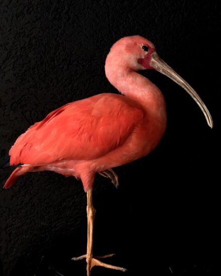 beautiful-mature-red-ibis-846697-en-max