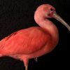Beautiful mature red ibis