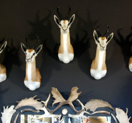 beautiful-newly-taxidermy-heads-of-springbok-377256-en-max