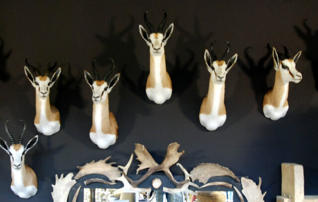 beautiful-newly-taxidermy-heads-of-springbok-377256-en-max