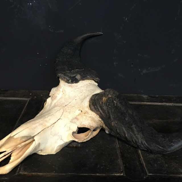 beautiful-old-skull-of-a-large-forest-buffalo-518053-en-max