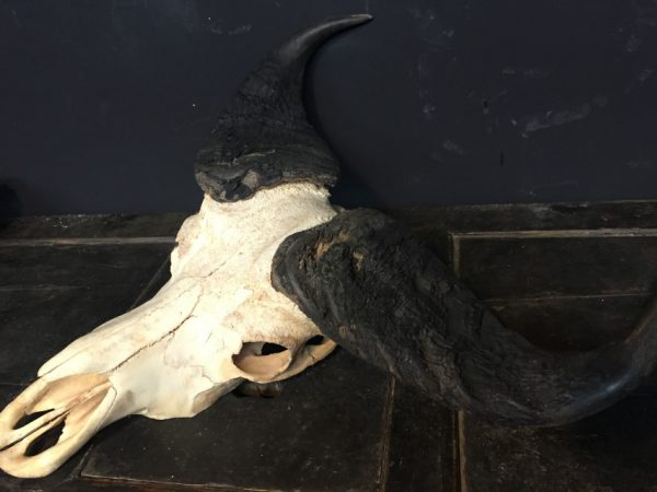 Mooie oude schedel van een grote bosbuffel
