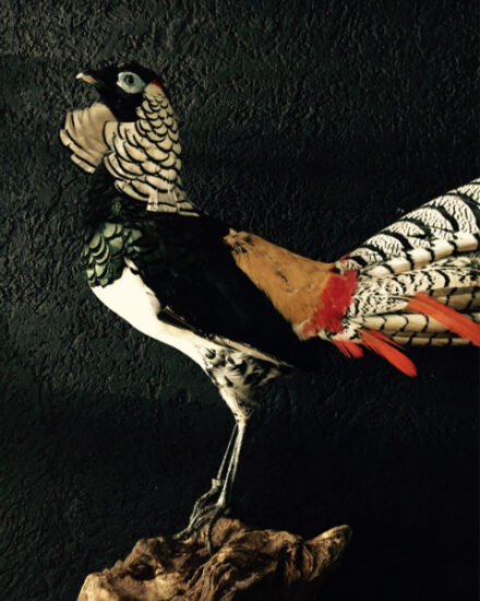 beautiful-ornate-diamond-stuffed-pheasant-533093-en-max