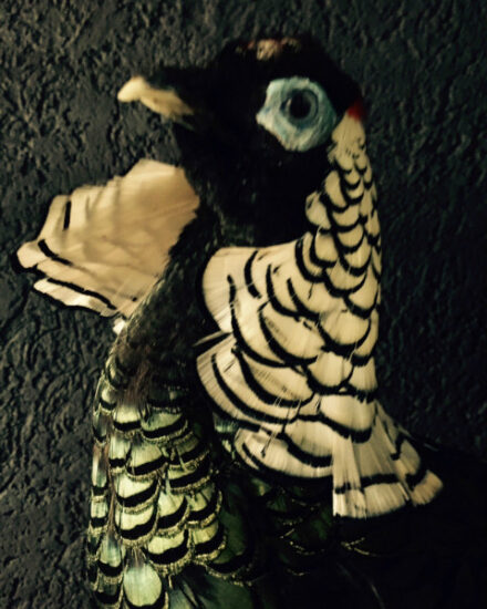 beautiful-ornate-diamond-stuffed-pheasant-533094-en-max