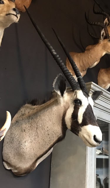 Jagdtrophäe eines Oryx, Tierpräparate kaufen,