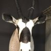 Beautiful prepared hunting trophy of an oryx
