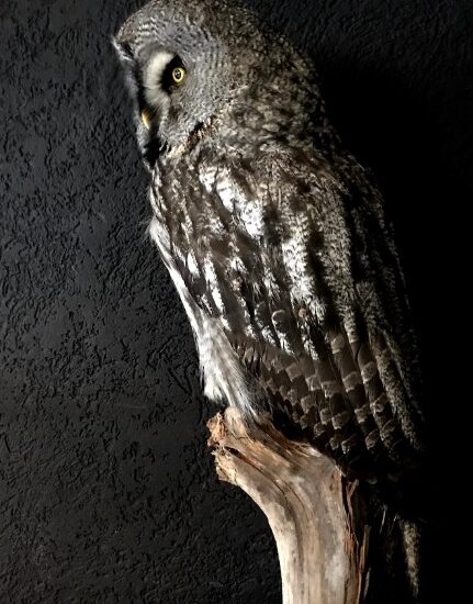 beautiful-rare-great-grey-owl-819542-en-max