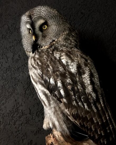 beautiful-rare-great-grey-owl-819546-en-max-1