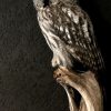 Beautiful rare Great Grey owl