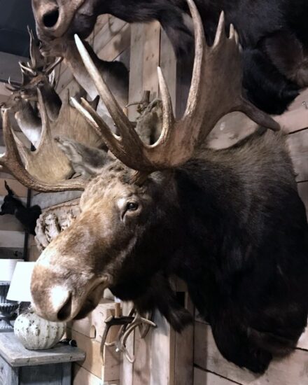 beautiful-recently-made-taxidermy-head-of-a-canadian-moose-933239-en-max