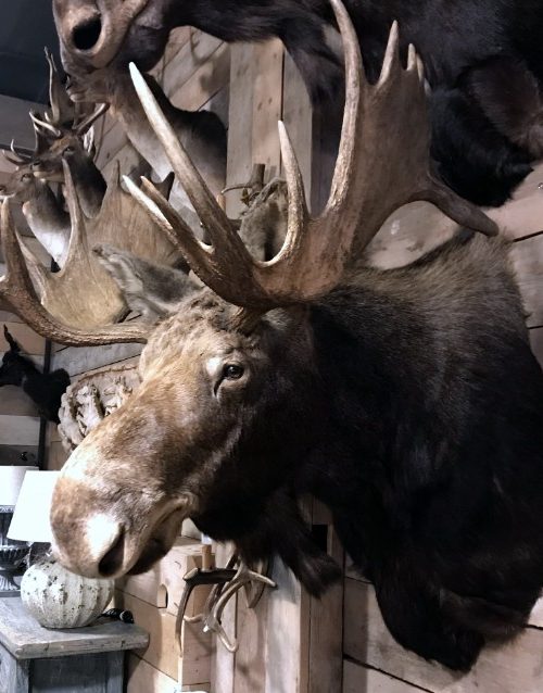 Schöner vor kurzem ausgestopfter Kopf eines kanadischen Elches